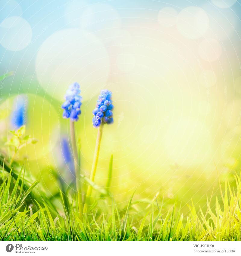 Frühlingsnatur Hintergrund mit wilden Hyazinthen Lifestyle Design Sommer Garten Natur Pflanze Schönes Wetter Blume Blüte Wiese blau gelb hyacinth grass sky