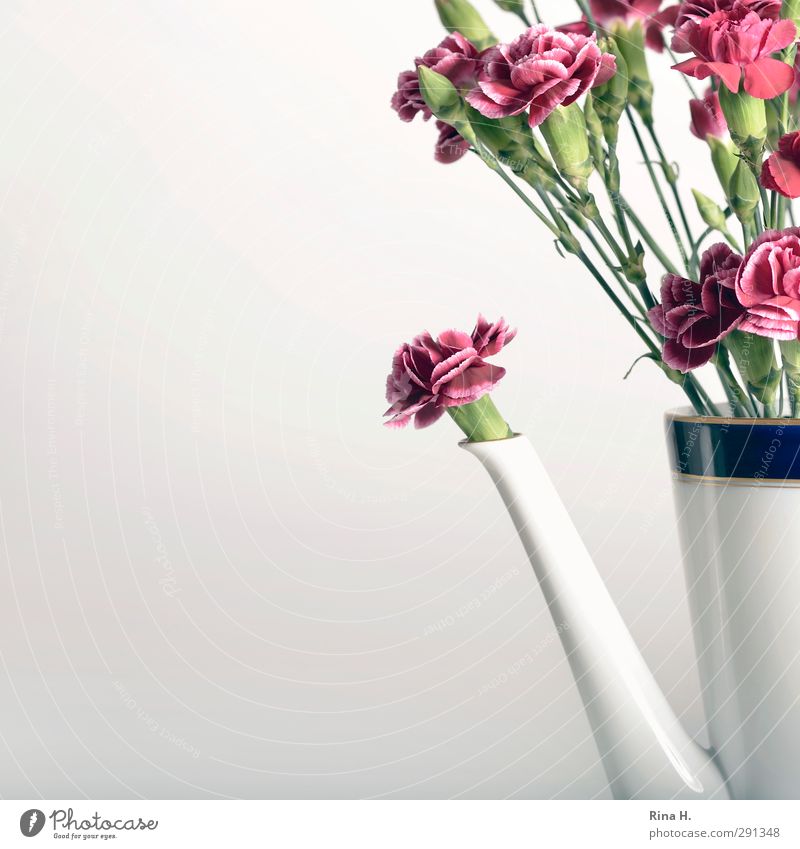 KaffeeErsatz Stil Blume Kaffeekanne Vase Blühend Blumenstrauß Nelkengewächse Stillleben Quadrat Kunst Farbfoto Innenaufnahme Menschenleer Textfreiraum links