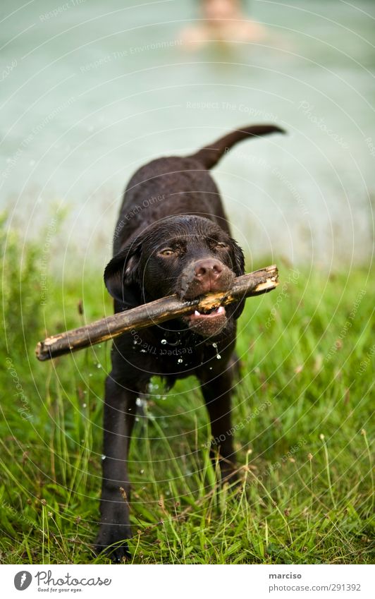 Brown Labby Umwelt Flussufer Münster Kanal Tier Haustier Hund Labrador 1 Tierjunges Holz entdecken Erholung Spielen nass niedlich Geschwindigkeit sportlich