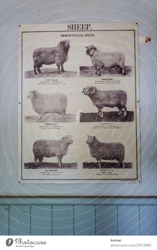 Poster mit Schafrassen Schafe illustration Rasse Wand blau hängen Erklärung