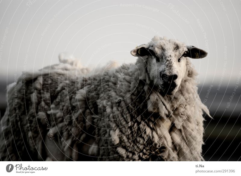 Das tut nix Sommer Herbst Küste Nordsee Deich Nutztier Fell Schaf Schafswolle beobachten dreckig groß Neugier grau schwarz silber weiß Tierliebe Nervosität