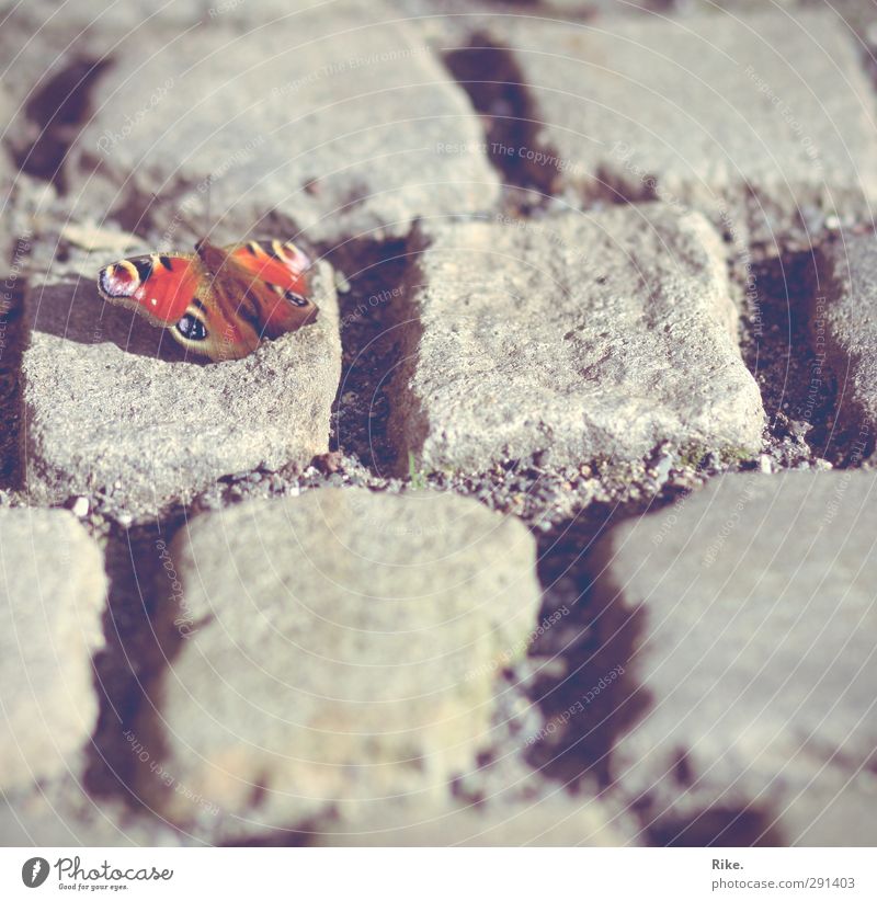 Aufbruch. Umwelt Natur Tier Frühling Schmetterling 1 Stein fliegen krabbeln leuchten sitzen frei Unendlichkeit schön nah natürlich niedlich mehrfarbig Glück