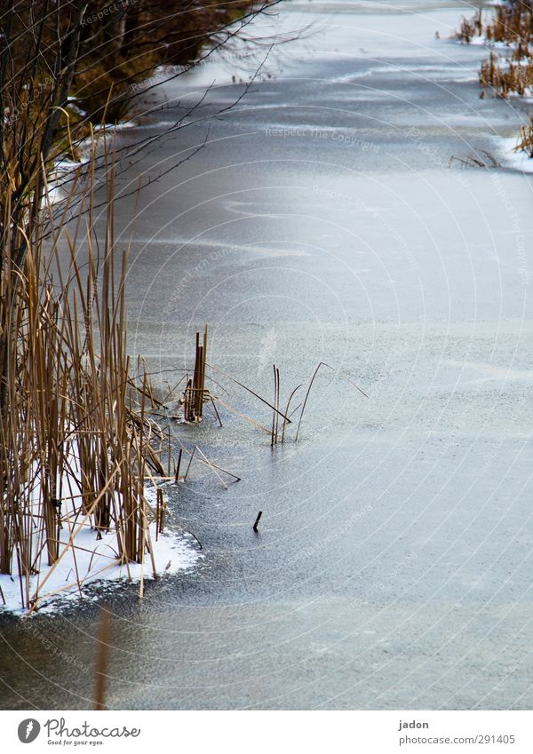 eiskalt. Eis Frost Schnee Wasser Wassergraben Fluss Bach Winter Schilfrohr Eisfläche frieren Landschaft Außenaufnahme