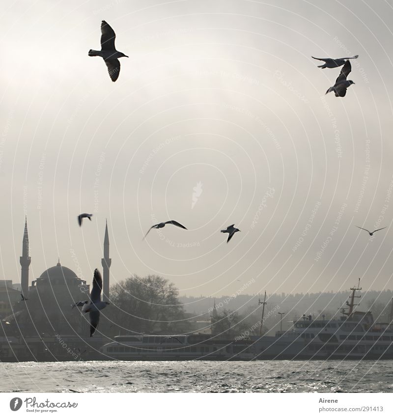 morgens am Bosporus Ferne Freiheit Himmel Winter Nebel Küste Meer Istanbul Türkei Stadt Skyline Menschenleer Gebäude Moschee Minarett Verkehrsmittel Schifffahrt