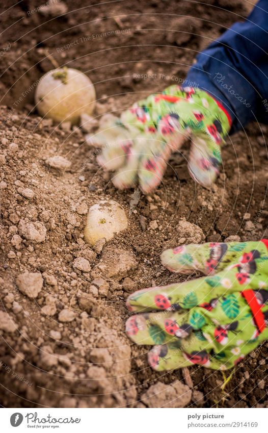 Kinderhände mit Handschuhe pflanzen Kartoffeln Freizeit & Hobby Ferien & Urlaub & Reisen Sommer Mädchen Junge Kindheit Leben 8-13 Jahre Umwelt Natur Frühling