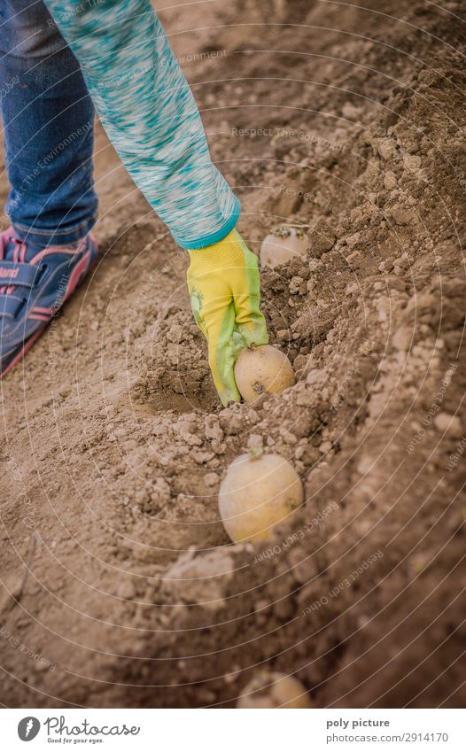 Kinderhand gräbt eine Kartoffel ein Lifestyle Freizeit & Hobby Mädchen Junge Familie & Verwandtschaft Kindheit Jugendliche Leben Hand 3-8 Jahre 8-13 Jahre