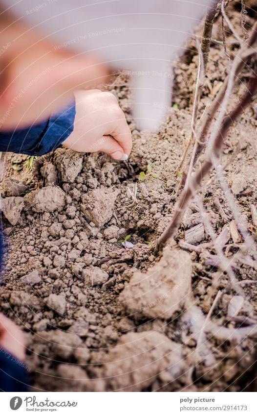 Kind steckt Bohnen-Samen in den Boden Freizeit & Hobby Spielen Kleinkind Junge Kindheit Jugendliche Arme Hand 1 Mensch 1-3 Jahre 3-8 Jahre Umwelt Natur Frühling