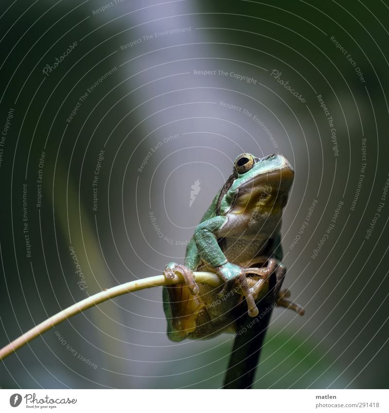 ein König Pflanze Tier Frosch 1 hängen hocken grün Ast Astgabel Farbfoto Gedeckte Farben Makroaufnahme Menschenleer