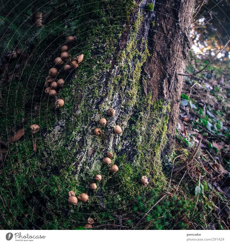 störfaktor | feindliche übernahme Umwelt Natur Pflanze Urelemente Herbst Winter Baum Macht einzigartig Ende Netzwerk Wissen Zerstörung Störung Heilung Pilz Gift