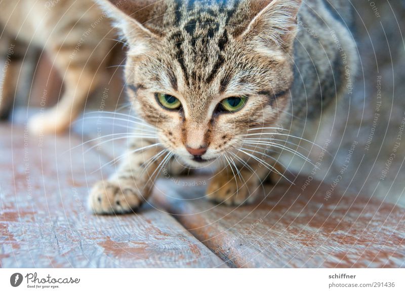 Störfaktor | MEIN Futter Tier Haustier Wildtier Katze Tiergesicht Fell Pfote 2 Tierpaar Tierjunges Blick fixieren Futterneid Schnurrhaar Auge Katzenauge