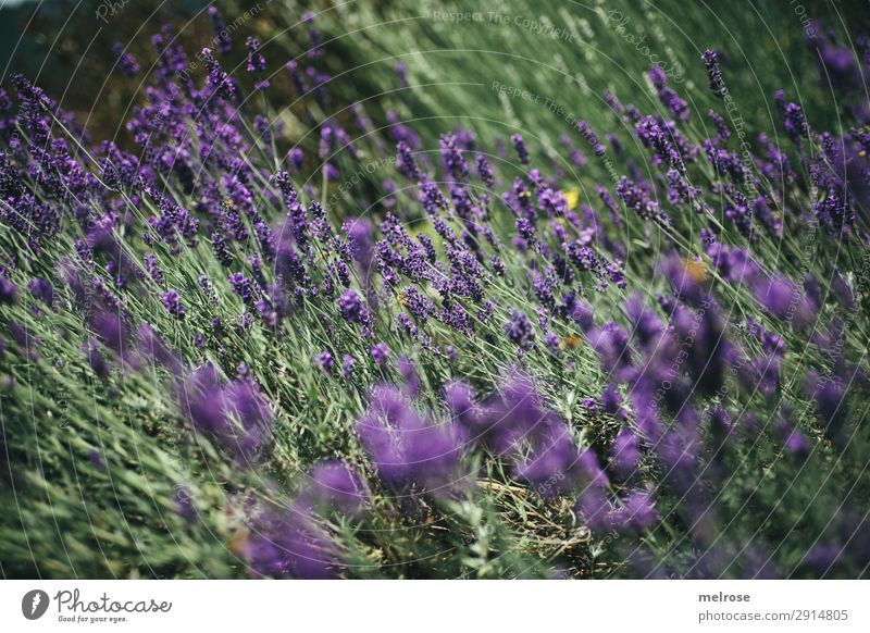 L A V E N D E L Blüten Kräuter & Gewürze Lavendel Lifestyle elegant Stil Natur Sonnenlicht Sommer Schönes Wetter Pflanze Blume Sträucher Lavendelfeld Park Duft