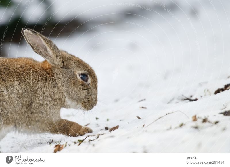 rabbit Umwelt Natur Tier Winter Wildtier 1 braun grau weiß Hase & Kaninchen Schnee Farbfoto Außenaufnahme Menschenleer Textfreiraum rechts Tag