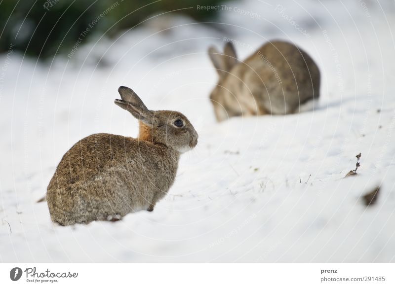 rabbits Umwelt Natur Tier Wildtier 2 braun grau Hase & Kaninchen Winter Farbfoto Außenaufnahme Menschenleer Textfreiraum rechts Textfreiraum unten Tag