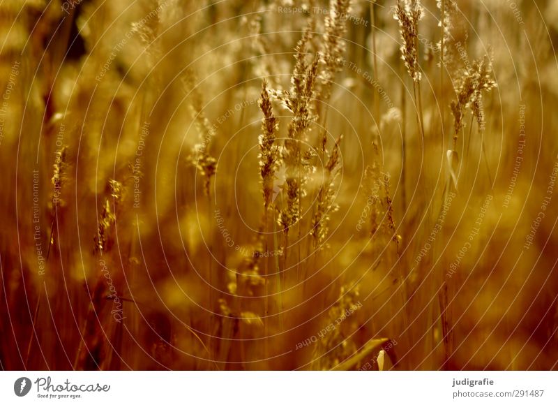 Gras Umwelt Natur Pflanze Schilfrohr Küste Seeufer leuchten Wachstum natürlich schön Wärme wild weich gold Stimmung Farbfoto Außenaufnahme Menschenleer Licht