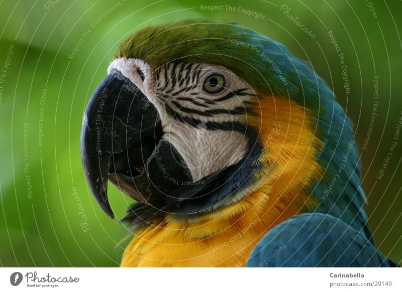 Mamagei Ara Papageienvogel Schnabel Vogel grün mehrfarbig Tier Venezuela Sträucher Wildnis