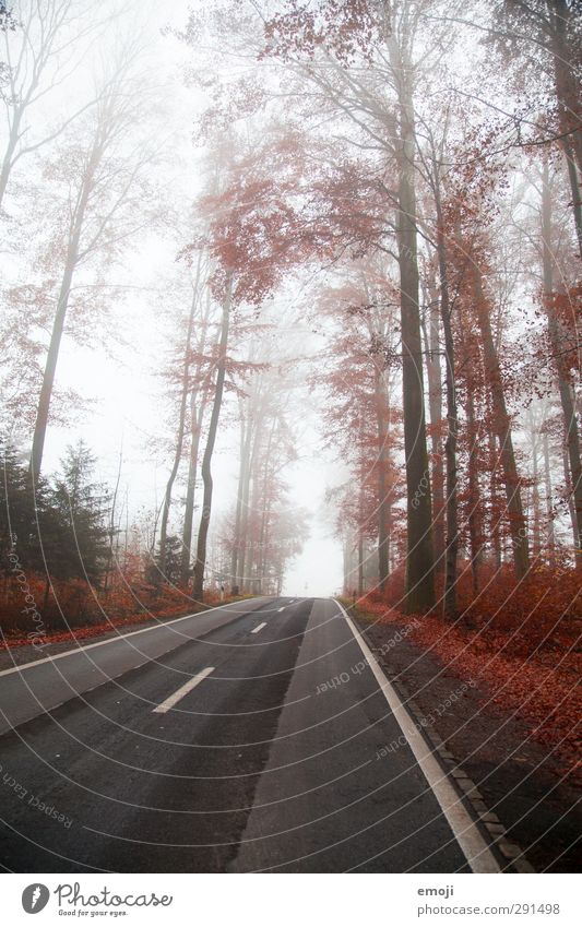 RED Umwelt Natur Landschaft Nebel Baum Wald kalt rot Straße Farbfoto Außenaufnahme Menschenleer Tag Weitwinkel