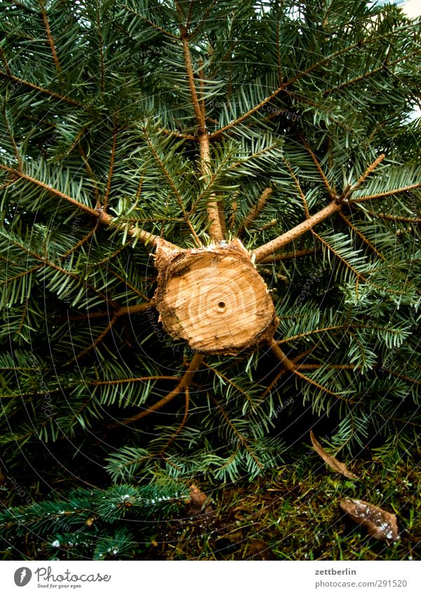 Weihnachtsbaum (von unten) abgesägt alt wegwerfen Baum Baumstamm Biomüll Froschperspektive liegen Müll Säge wallroth Zweig Holz Ast Tanne Fichte Kiefer