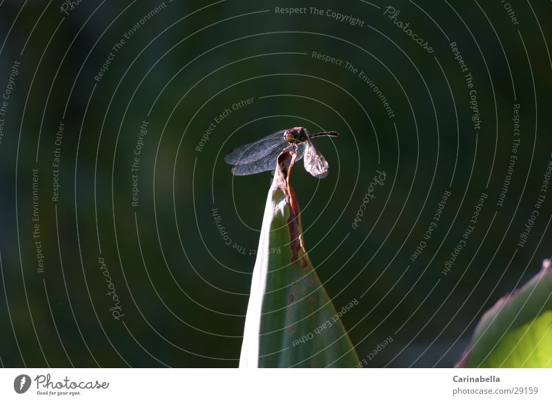 Blattspitze Tier Libelle Pflanze Insekt Verkehr Flügel
