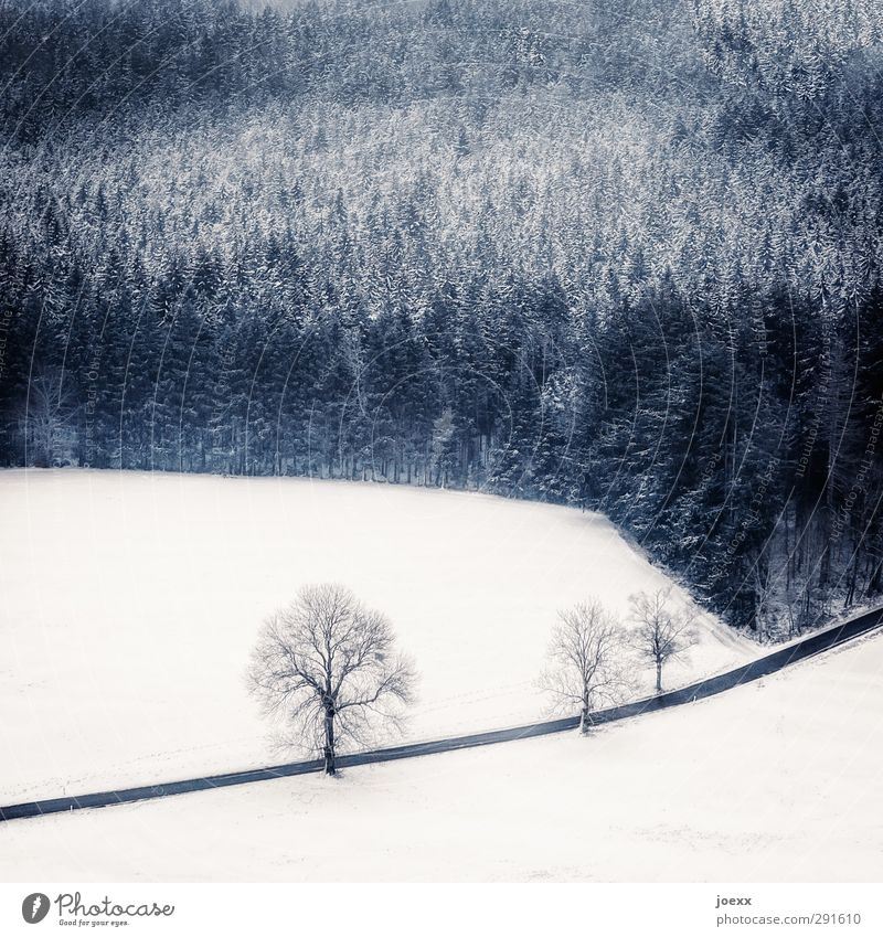 Ex­t­ra­or­di­när Landschaft Winter Wetter Schnee Baum Wald Straße hoch kalt blau schwarz weiß Wege & Pfade Farbfoto Gedeckte Farben Außenaufnahme Luftaufnahme