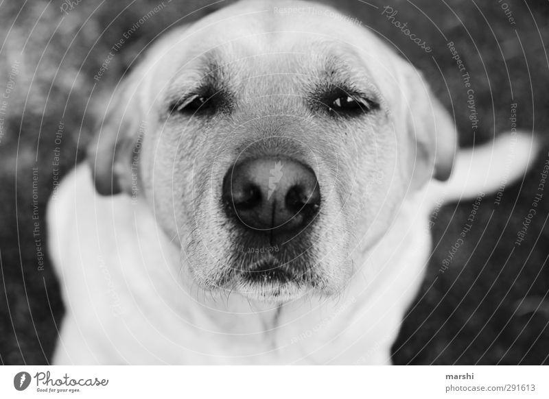 Hundeblick Tier Haustier Tiergesicht 1 schwarz weiß Mischling Schnauze Blick schön Schwarzweißfoto Außenaufnahme Nahaufnahme Tag