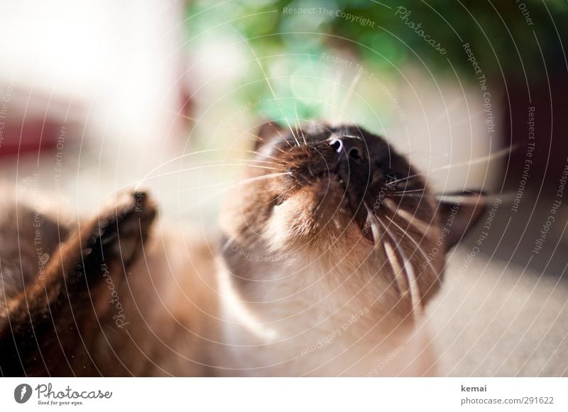 Der Sonne entgegen Tier Haustier Katze Tiergesicht Fell Nase Schnurrhaar Nasenlöcher Karthäuser 1 genießen liegen braun Zufriedenheit Lebensfreude