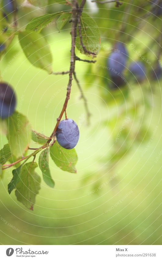 Sommer Lebensmittel Frucht Ernährung Bioprodukte Herbst Baum lecker süß Pflaumenbaum Farbfoto mehrfarbig Außenaufnahme Menschenleer Schwache Tiefenschärfe