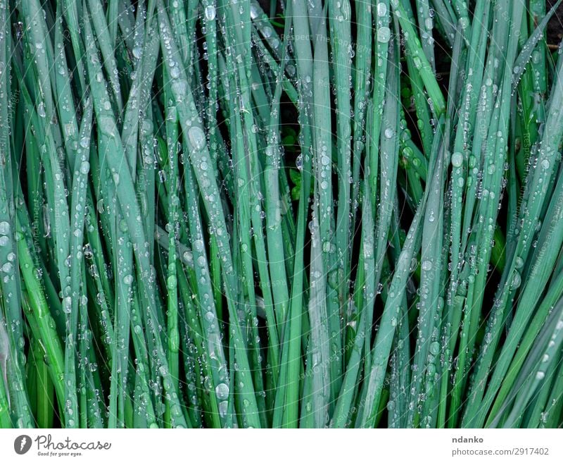 grüne Narzissenblätter in Regentropfen Pflanze Wasser Frühling Blume Blatt Tropfen Wachstum frisch lang natürlich Jahreszeiten Vorbau durchsichtig Farbfoto
