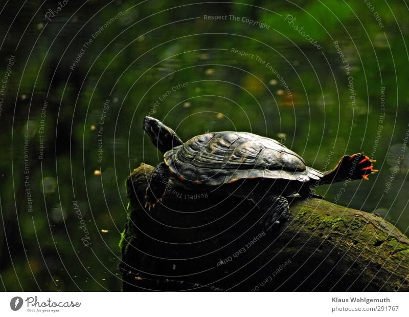 Schmuckschildkröte nimmt ein Sonnenbad auf einem Stein im Wasser, sie reckt Kopf und füße weit von von sich Fuß Zoo Teich See Krallen Schildkröte