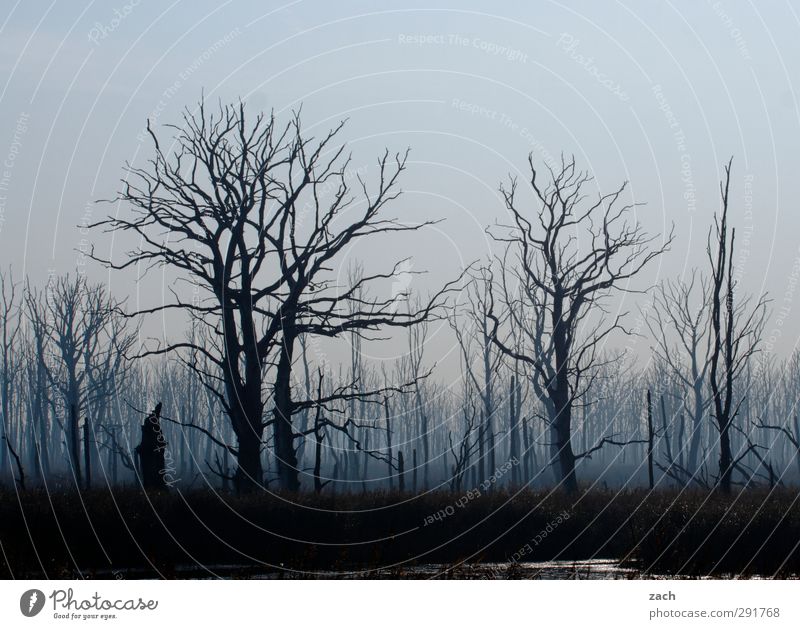 Mordor Umwelt Natur Pflanze Herbst Winter Nebel Regen Regenwasser Baum Baumstamm Wald Holz bedrohlich dunkel blau schwarz Traurigkeit Einsamkeit Angst