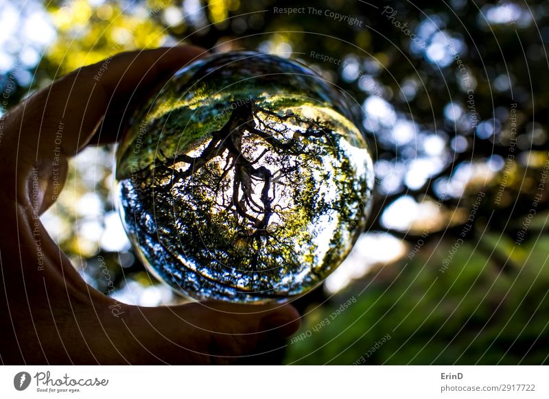 Kalifornische Eiche, die das Feuer überlebt hat, gefangen in einer Glaskugel. schön Sonne Hand Umwelt Natur Landschaft Baum Blatt Kugel Globus Wachstum Coolness
