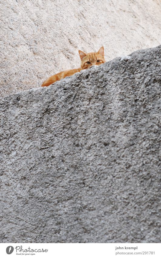 Schiefe Katze Mauer Wand Haustier 1 Tier liegen Blick schlafen Freundlichkeit kuschlig orange Zufriedenheit Sicherheit Schutz Tierliebe achtsam Angst Höhenangst