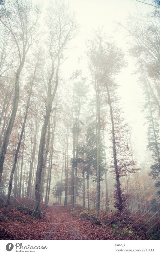 tall Umwelt Natur Landschaft Herbst schlechtes Wetter Nebel Baum Wald bedrohlich kalt natürlich Farbfoto Außenaufnahme Menschenleer Tag Schwache Tiefenschärfe