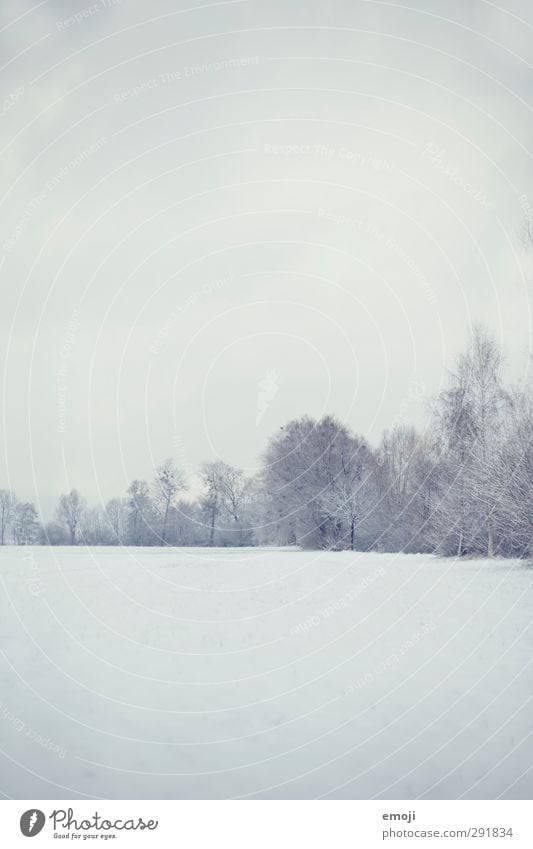 ### Umwelt Landschaft Himmel Winter Schnee Sträucher hell kalt weiß Farbfoto Gedeckte Farben Außenaufnahme Menschenleer Textfreiraum oben Textfreiraum unten