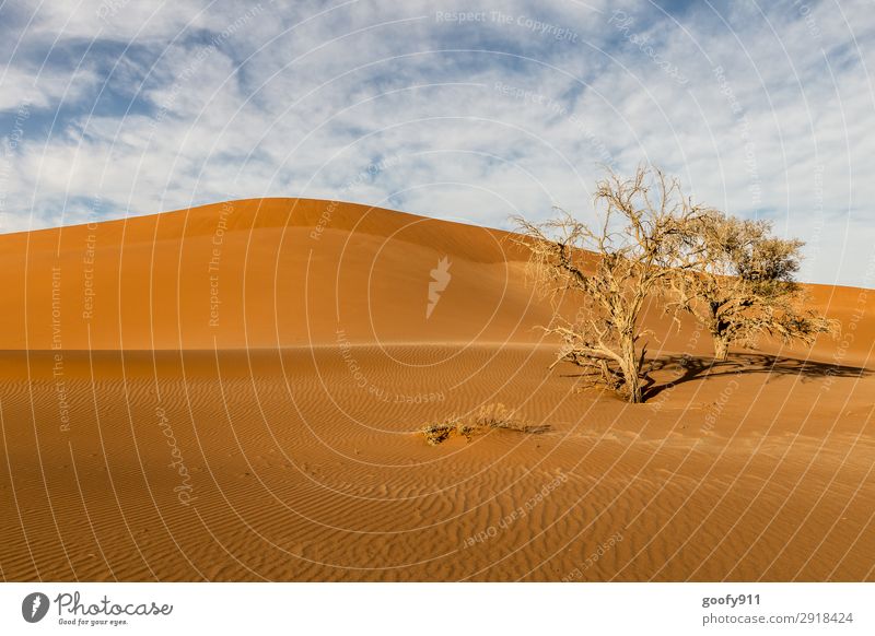 Karge Namib Wüste Ferien & Urlaub & Reisen Tourismus Ausflug Abenteuer Ferne Freiheit Safari Expedition Umwelt Natur Landschaft Pflanze Tier Urelemente Erde