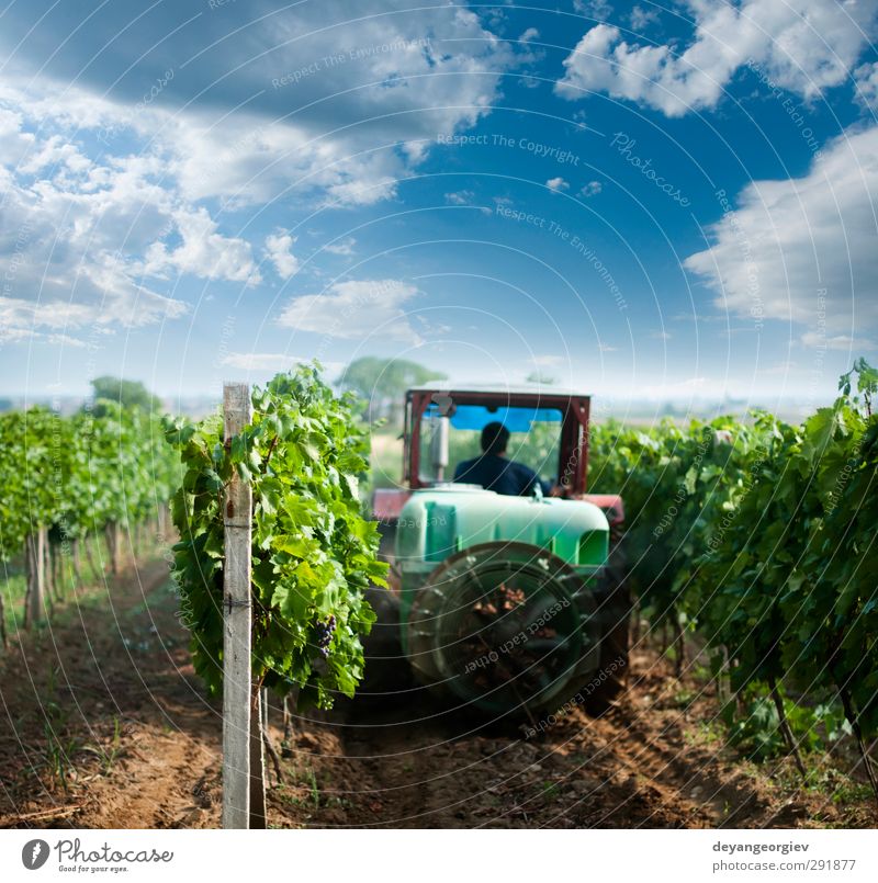 Traktor besprüht Weinberge mit Chemikalien. Behandlung Arbeit & Erwerbstätigkeit Maschine Natur Landschaft Himmel Gras Wachstum grün ländlich Ackerbau