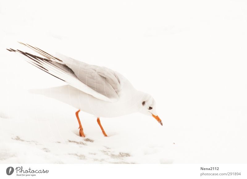 Schneemöwe Umwelt Natur Tier Erde Winter Klima Wetter schlechtes Wetter Nebel Eis Frost Vogel 1 orange weiß Möwe Möwenvögel Nahrungssuche kalt frieren