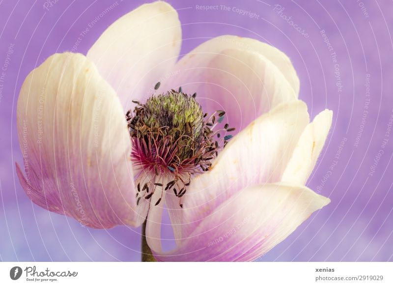 Anemonenblüte, weiss, violett, bald verwelkt Frühling Sommer Blume Blüte Blühend alt weiß zart Farbfoto Studioaufnahme Nahaufnahme Detailaufnahme Menschenleer