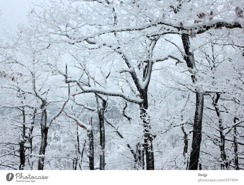 schneebedeckt... Umwelt Natur Landschaft Pflanze Winter Eis Frost Schnee Baum Baumstamm Ast Wald Berge u. Gebirge Harz ästhetisch authentisch außergewöhnlich