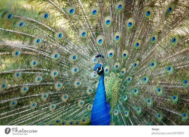 Erstaunlicher Pfau während seiner Ausstellung elegant schön Mann Erwachsene Zoo Natur Tier Park Vogel hell natürlich blau grün türkis Farbe farbenfroh Tierwelt