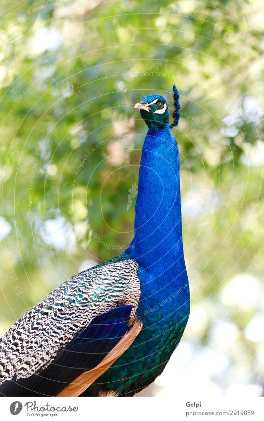 Erstaunliches Porträt eines Pfaus. elegant schön Mann Erwachsene Ausstellung Zoo Natur Tier Park Vogel hell natürlich blau grün türkis Farbe farbenfroh Tierwelt