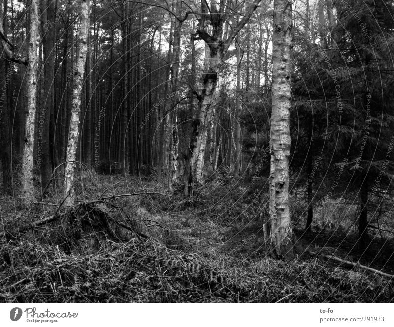 Wald Umwelt Natur Pflanze Baum Einsamkeit Birke wandern Schwarzweißfoto Außenaufnahme Menschenleer Tag