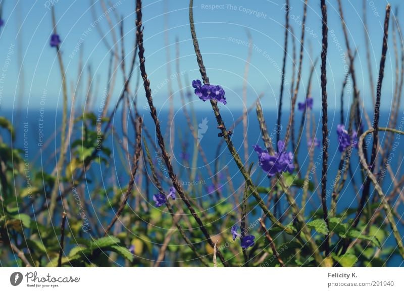 nothing to hide Natur Pflanze Tier Wasser Himmel Horizont Sommer Schönes Wetter Wärme exotisch Urwald Meer Na Pali Küste Hawaii Unendlichkeit nah blau violett