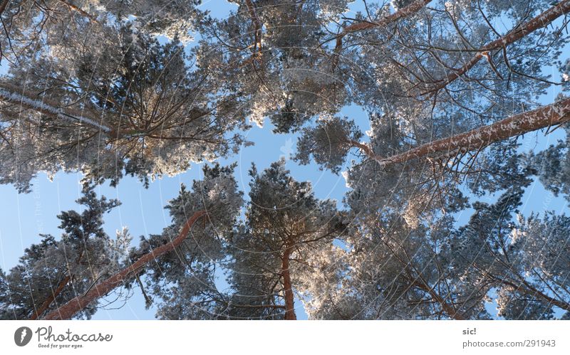 Baumkronen Ferien & Urlaub & Reisen Tourismus Winter Schnee Winterurlaub Umwelt Natur Himmel Sonnenlicht Schönes Wetter Eis Frost Wald Unendlichkeit kalt blau