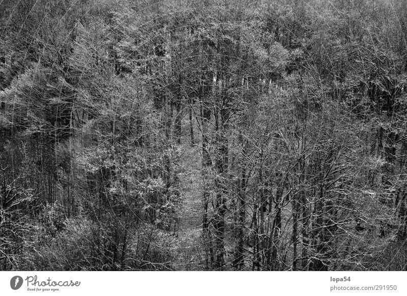 Winterwald Schnee Umwelt Natur Landschaft Eis Frost Wald dunkel kalt schwarz weiß schön ruhig Klima Baum Bäume Schwarzweißfoto Außenaufnahme Muster