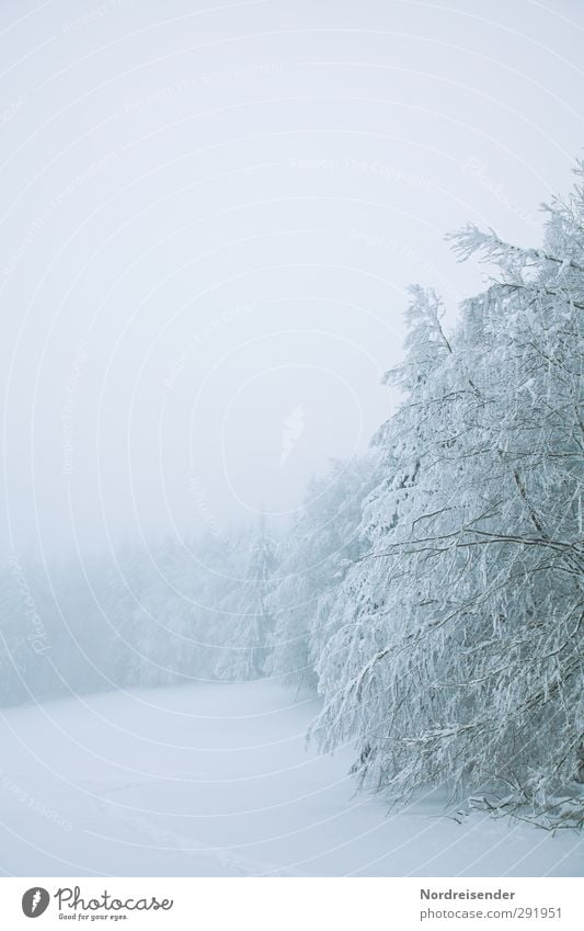 Starre Winter Schnee Winterurlaub Natur Landschaft Klima Wetter schlechtes Wetter Nebel Eis Frost Baum Wiese Wald kalt weiß ruhig rein stagnierend