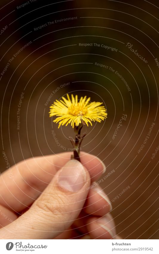 Hufflatich Gesundheit Alternativmedizin harmonisch Mann Erwachsene Hand Finger Frühling Pflanze Blume Blüte Wildpflanze wählen berühren Blühend festhalten