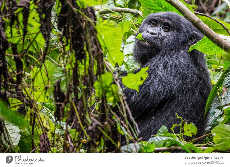 Ein Gorilla frisst Blätter im undurchdringlichen Wald. Ferien & Urlaub & Reisen Tourismus Safari Mann Erwachsene Natur Tier Park Urwald Pelzmantel wild grün