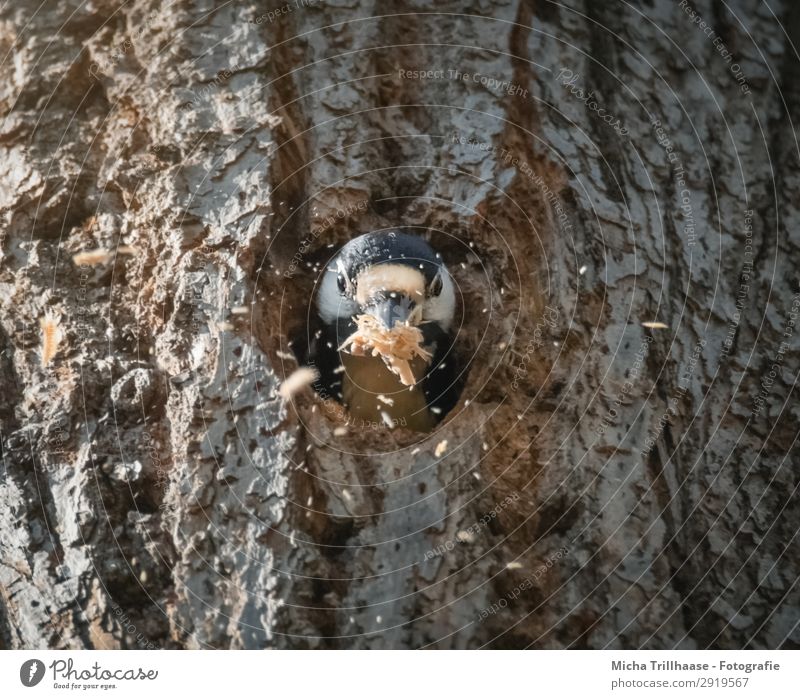 Specht beim Bau seiner Nisthöhle Natur Tier Sonnenlicht Schönes Wetter Baum Baumstamm Baumrinde Wildtier Vogel Tiergesicht Buntspecht Schnabel Auge Feder 1