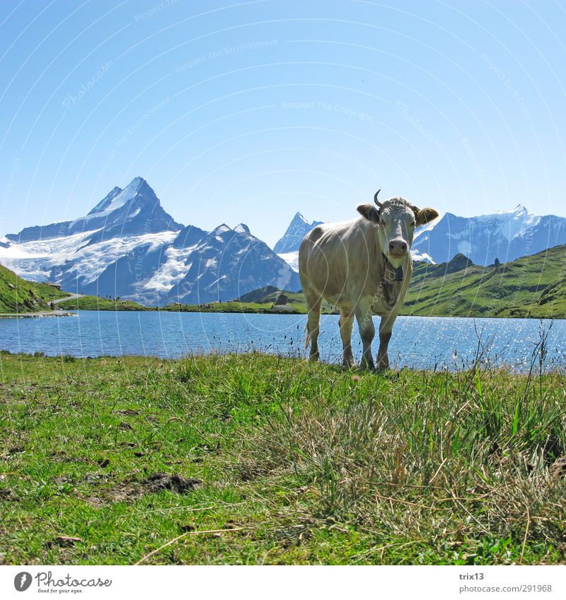 Einhorn Tier Nutztier Kuh 1 Wasser grün Grindelwald Bachalpsee Schreckhorn Wiese Himmel Horn Berge u. Gebirge Farbfoto Außenaufnahme Menschenleer Tag Licht
