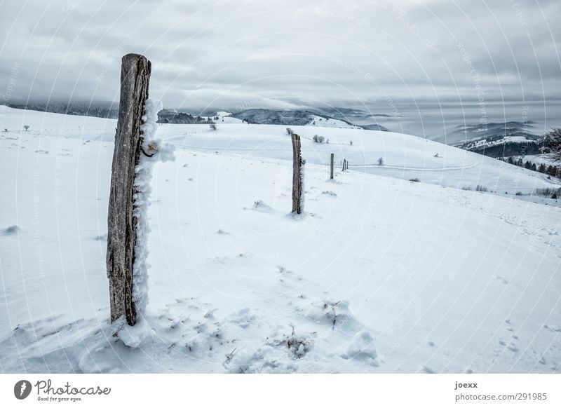 Grenzpfosten Natur Landschaft Wolken Horizont Winter Wetter Wind Eis Frost Schnee Berge u. Gebirge kalt blau schwarz weiß Idylle Schauinsland Farbfoto